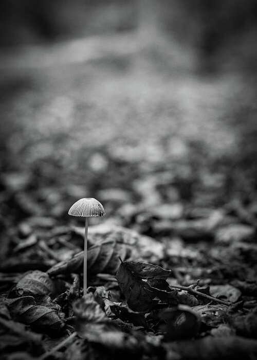 Mushroom Greeting Card featuring the photograph Hello there little one by Gavin Lewis