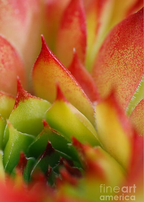 Hens And Chicks Greeting Card featuring the photograph Hens And Chicks #2 by Stephanie Gambini