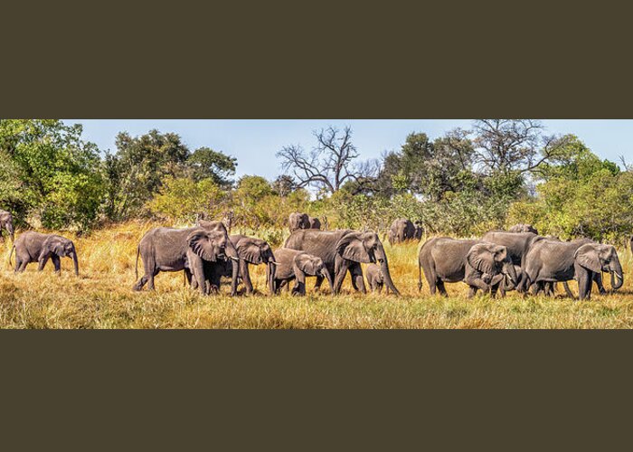 African Elephants Greeting Card featuring the photograph Herd of Elephants on the Way to Watering Hole by Elvira Peretsman