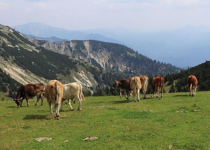 Hochkar Greeting Card featuring the photograph Herd of Pinzgauer cattle grazes on the Hochkar mountain with an incredible and soothing view of the rest of the Austrian Alps. Organic product, the freshest and highest quality milk. by Vaclav Sonnek