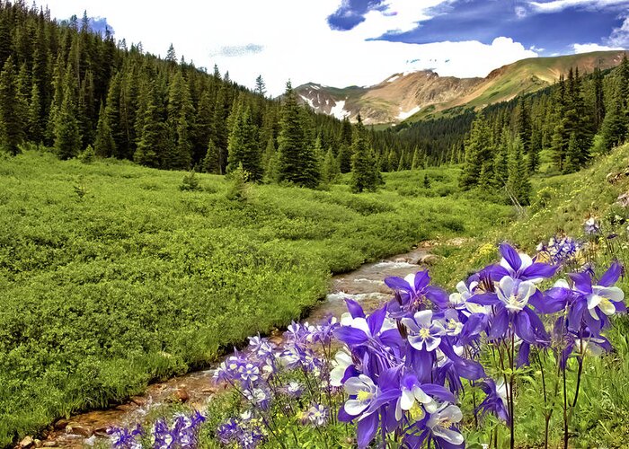Columbines Greeting Card featuring the photograph Herman Gulch Columbines by Bob Falcone