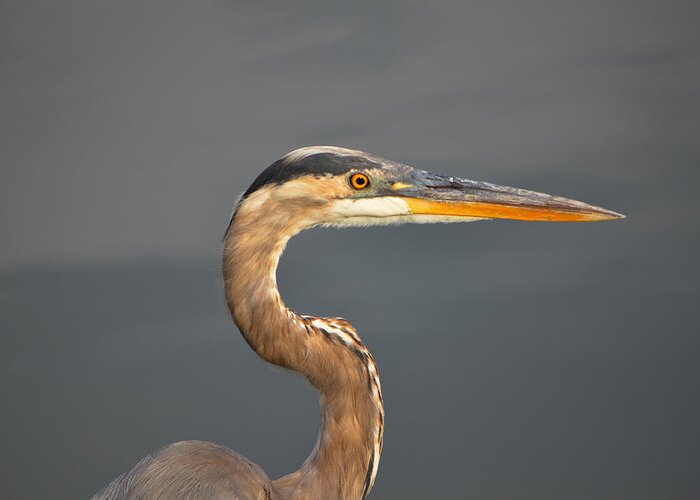 Heron Greeting Card featuring the photograph Heron by Ally White