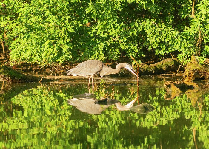 Bird Greeting Card featuring the photograph Heron at Play in Prospect Park by Auden Johnson