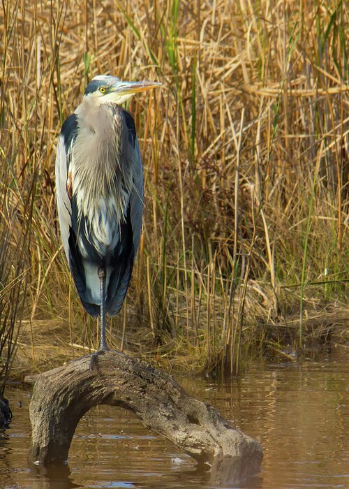 Animals Greeting Card featuring the photograph Heron standing on log in water by Charles Floyd