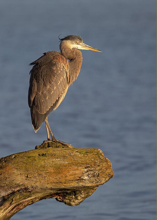 Blue Heron Greeting Card featuring the photograph Heron Sunset Vertical by Michael Rauwolf