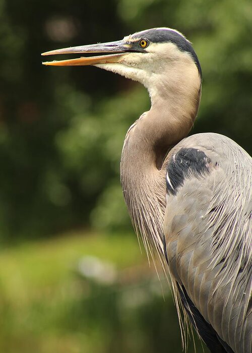 Jane Ford Greeting Card featuring the photograph Heron's Profile by Jane Ford