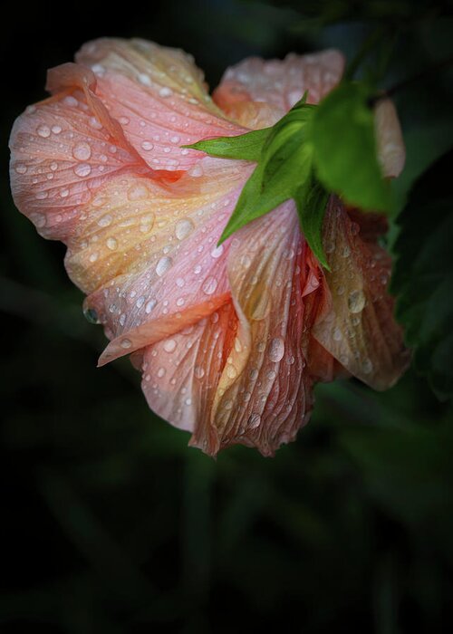 Bloom Greeting Card featuring the photograph Hibiscus After Rain by M Kathleen Warren