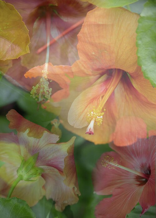 Flowers Greeting Card featuring the photograph Hibiscus Multiple by M Kathleen Warren