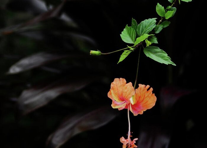  Greeting Card featuring the photograph Hibiscus by Stoney Lawrentz