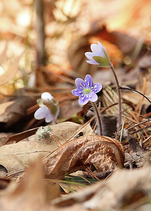 Hepatica Greeting Card featuring the photograph Hidden Amongest the Leaves by Tina M Daniels  Whiskey Birch Studios