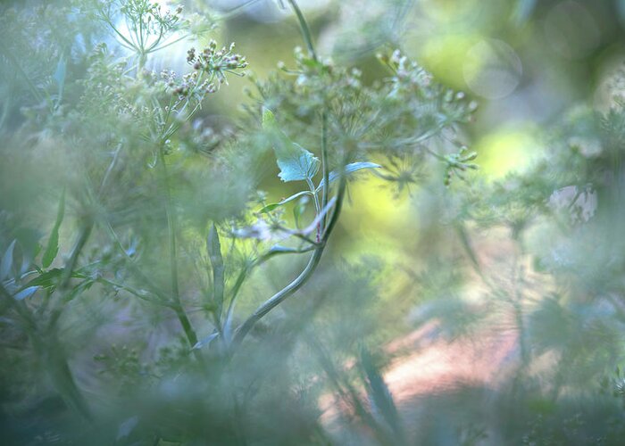 Jenny Rainbow Fine Art Photography Greeting Card featuring the photograph Hidden Worlds - Blooming Skirret by Jenny Rainbow