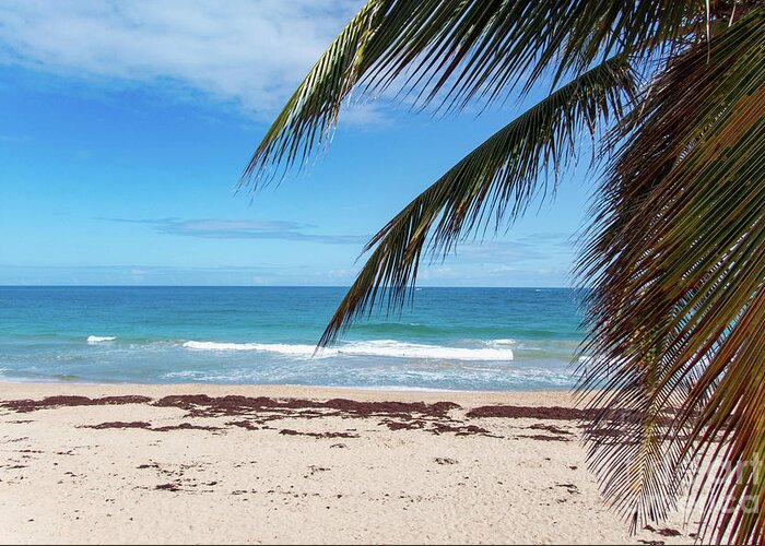 Condado Greeting Card featuring the photograph Hiding Behind The Palms, Condado Beach, San Juan, Puerto Rico by Beachtown Views