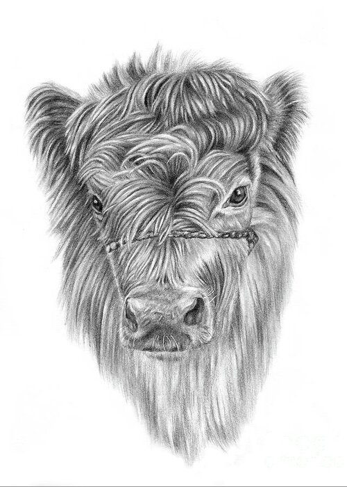 Highland Calf Greeting Card featuring the drawing Highland Calf by Pencil Paws