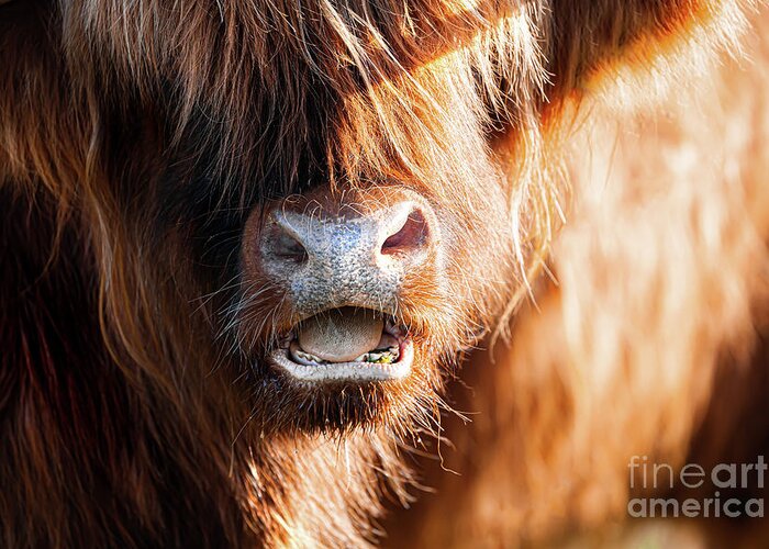Highland Cattle Greeting Card featuring the photograph Highland cow face close up with open mouth by Simon Bratt