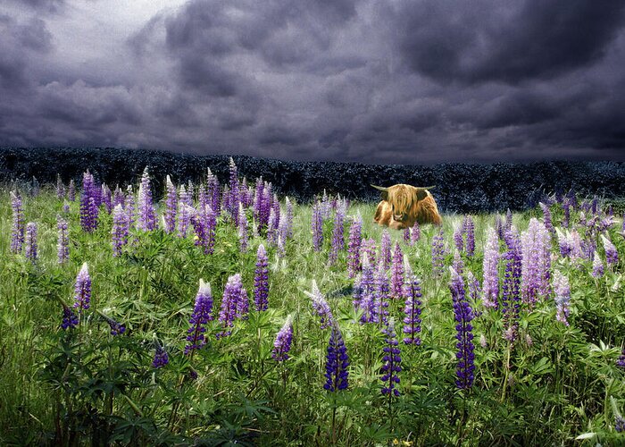 Lupinefest Greeting Card featuring the photograph Highlander in the Lupine by Wayne King