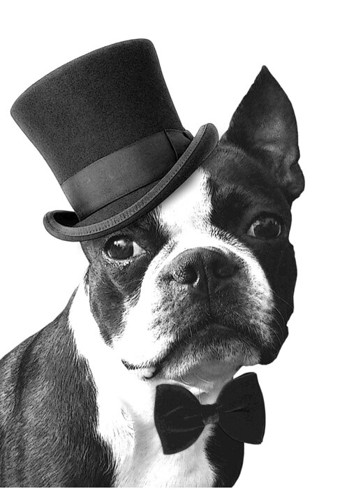Boston Terrier Greeting Card featuring the digital art Hipster Boston Terrier by Madame Memento