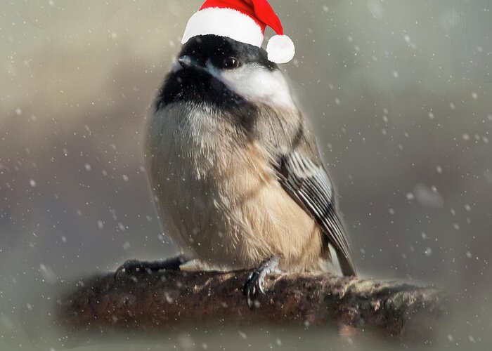 Song Bird Greeting Card featuring the photograph Holiday Chicadee by Cathy Kovarik