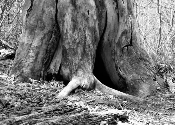 Tree Greeting Card featuring the photograph Hollow Tree Trunk in Black and White by Amanda R Wright
