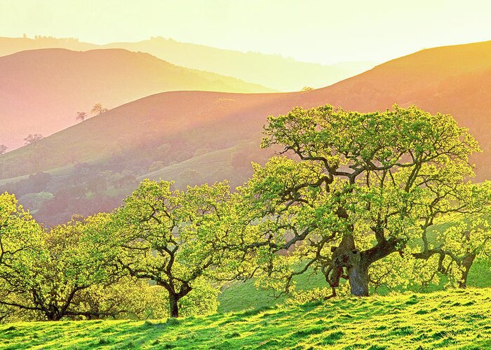 Sunset Greeting Card featuring the photograph California Oaks in Spring by Saxon Holt