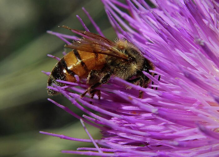 Bee Greeting Card featuring the photograph Honeybee and Thistle by Jason Judd