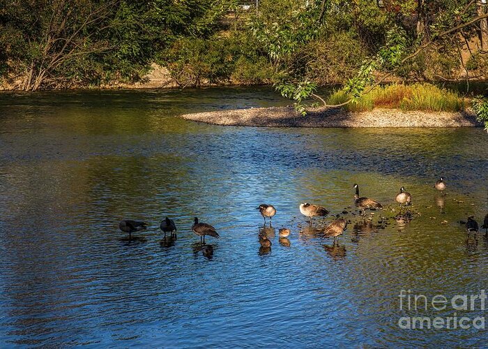 Jon Burch Greeting Card featuring the photograph Honkers by Jon Burch Photography