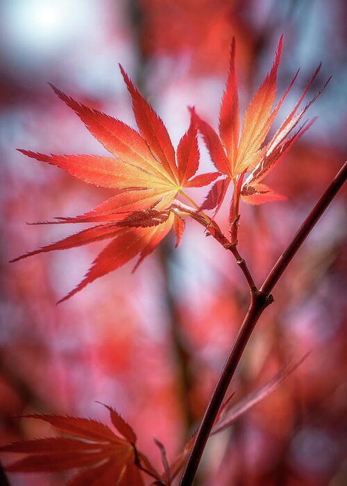 Leaves Greeting Card featuring the photograph Hope is Red by Philippe Sainte-Laudy