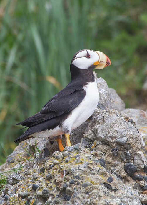 Bird Greeting Card featuring the photograph Horned Puffin by Chris Scroggins
