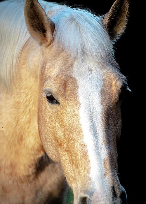 2020-02-26 Greeting Card featuring the photograph Horse 3 by Phil And Karen Rispin