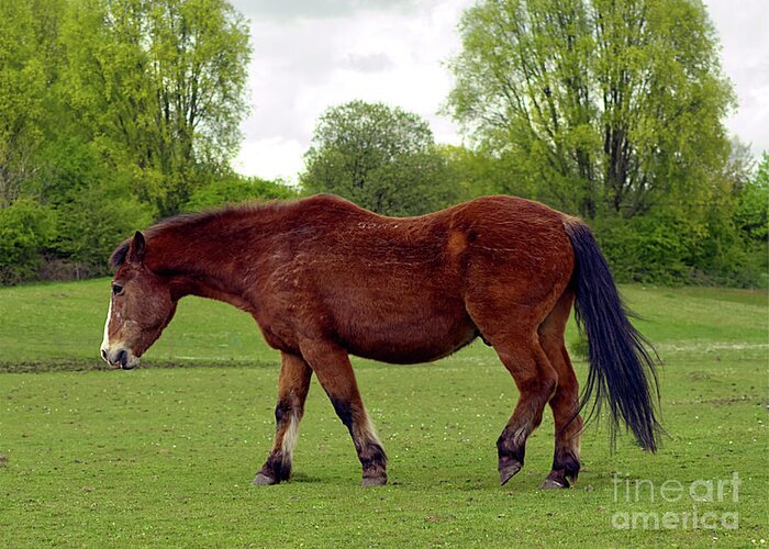 Digital Art Greeting Card featuring the photograph Horse at Chadderton Hall Park Manchester uk by Pics By Tony