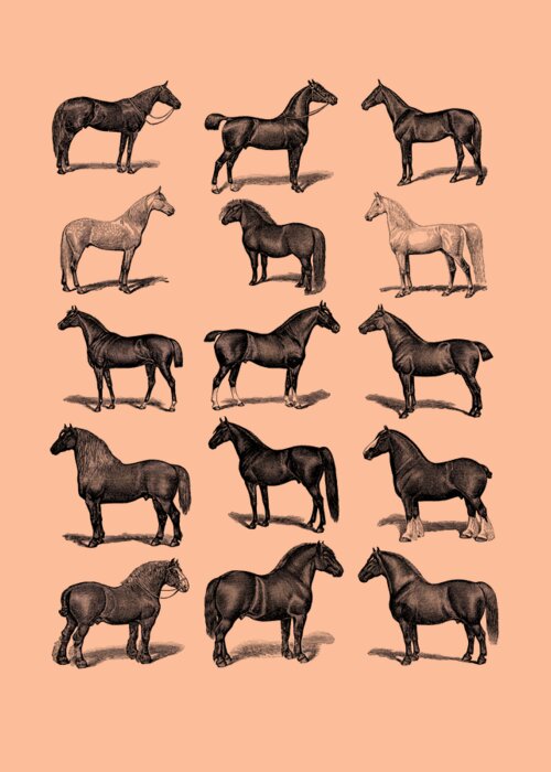Horse Greeting Card featuring the digital art Horse Breed Chart by Madame Memento
