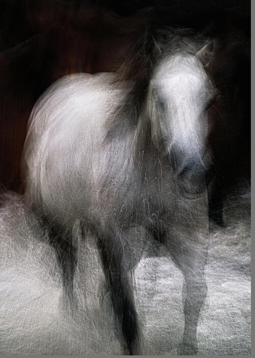 Landscape Greeting Card featuring the photograph Horse by Grant Galbraith