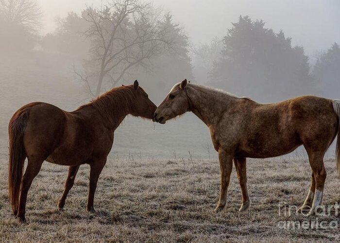 Horse Greeting Card featuring the photograph Horse Love by Jennifer White