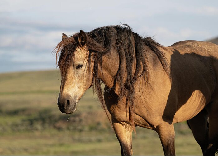 Wild Horses Greeting Card featuring the photograph Horse on Horse by Mary Hone