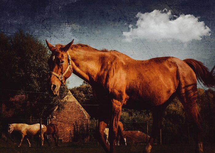 Horse Greeting Card featuring the photograph Horse by Yasmina Baggili