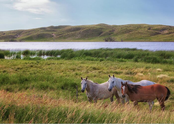 Horses Greeting Card featuring the photograph Horses at Beem Lake - Sandhills Journey by Susan Rissi Tregoning