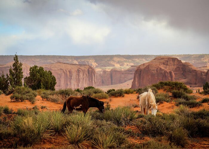 Monument Valley Greeting Card featuring the photograph Horses in Monument valley by Alberto Zanoni