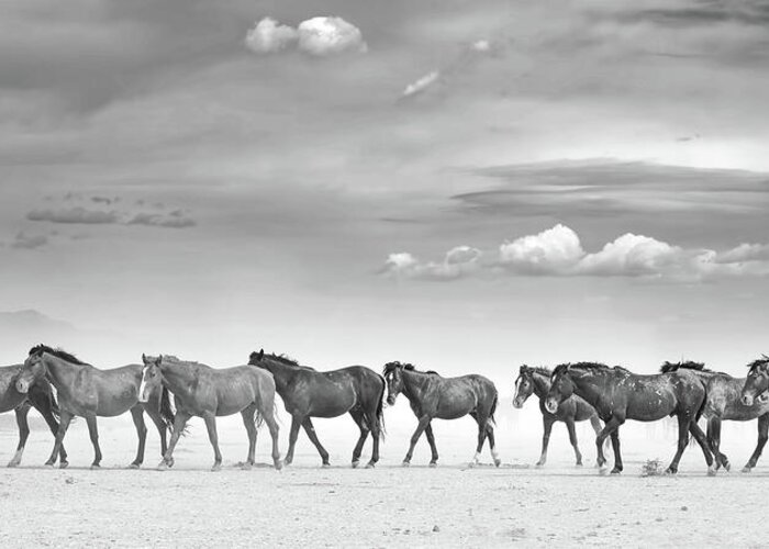 Stallion Greeting Card featuring the photograph Horses in the High Desert. by Paul Martin