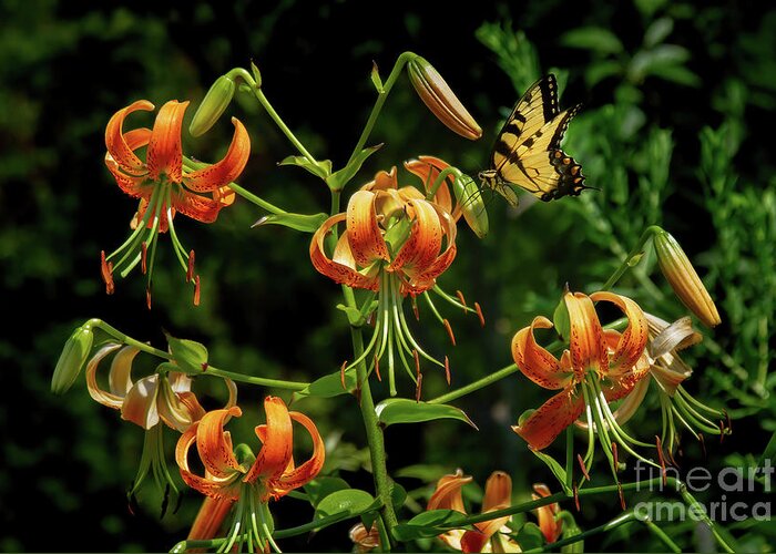 Orange Greeting Card featuring the photograph Hot August Lilies by Chris Scroggins