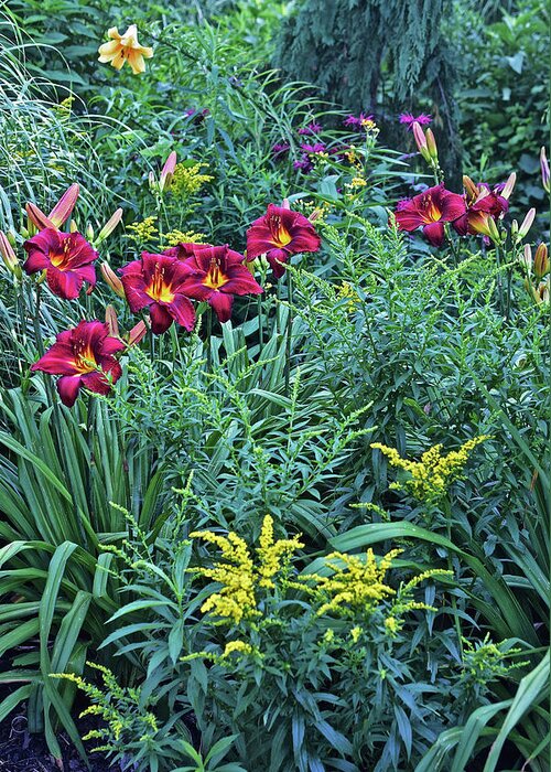 Summer Greeting Card featuring the photograph Hot July Daylilies by Janis Senungetuk