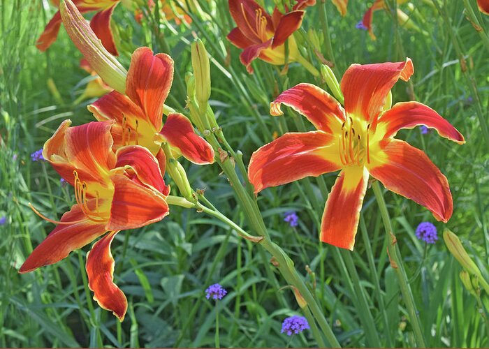 Daylilies Greeting Card featuring the photograph Hot July Field of Daylilies by Janis Senungetuk