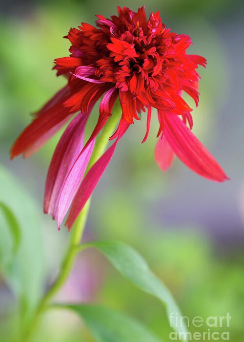 Flowers Greeting Card featuring the photograph Hot Papaya Coneflower by Chris Scroggins