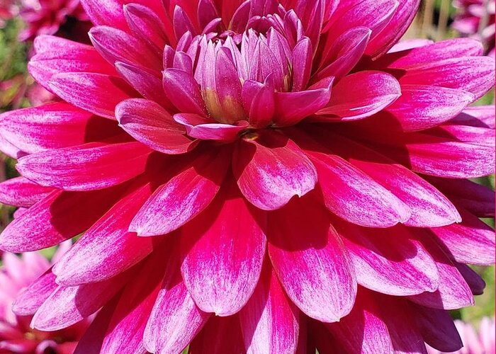 Dahlia Greeting Card featuring the photograph Hot pink Dahlia by Lisa Debaets