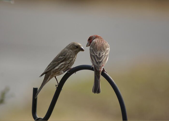  Greeting Card featuring the photograph House Finch Pair by Heather E Harman