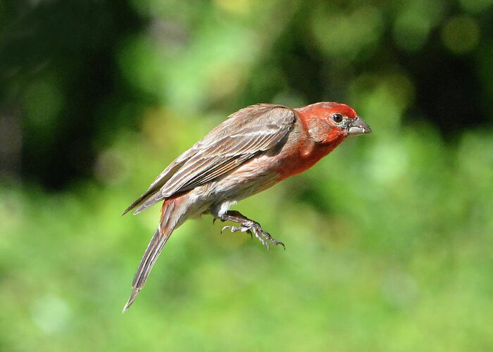 House Finch Greeting Card featuring the photograph House Finch Tail Down Flight by Jerry Griffin
