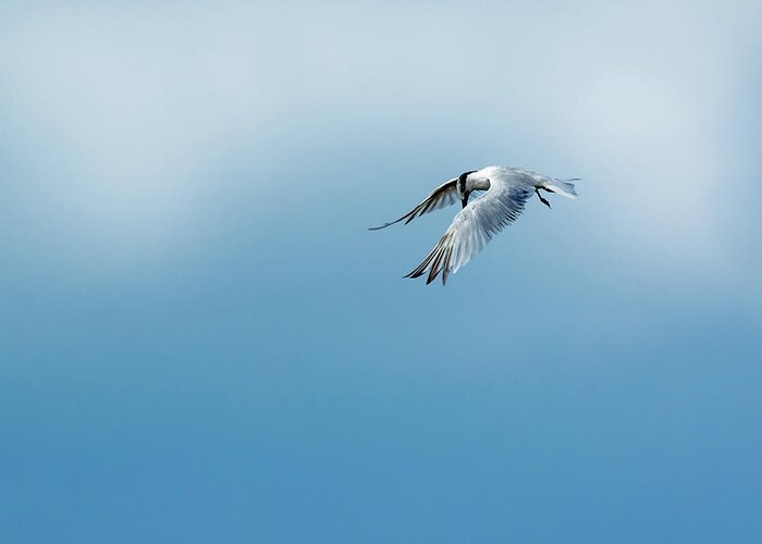 Tern Greeting Card featuring the photograph Hovering Sandwich Tern by Bryan Williams