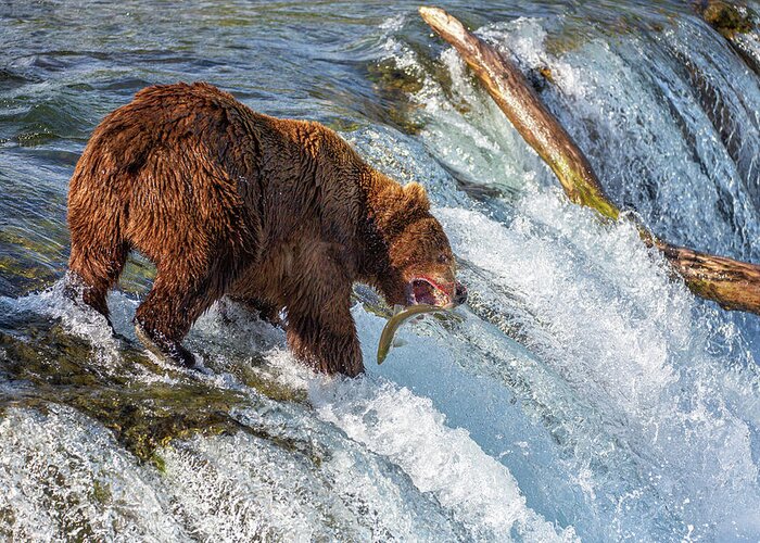Alaska Greeting Card featuring the photograph How to catch a fish at Katmai by Alex Mironyuk