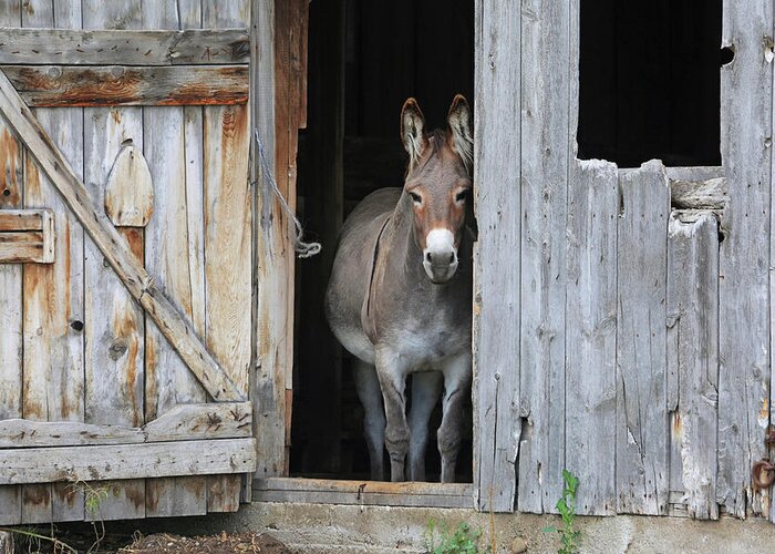 Donkey Greeting Card featuring the photograph Howdy by Donna Kennedy