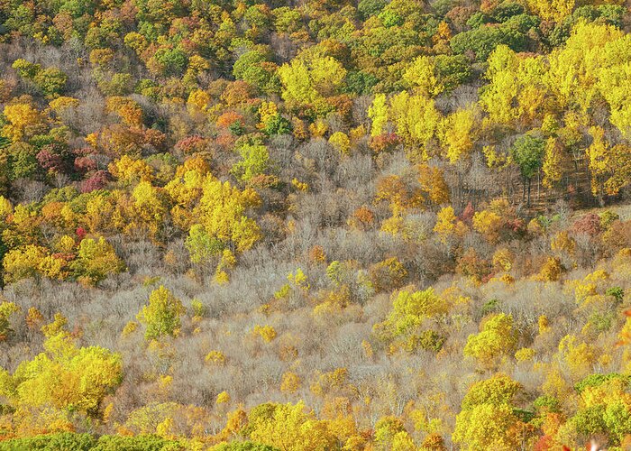 Fall Greeting Card featuring the photograph Hudson Valley Autumn Mountain Top by Auden Johnson