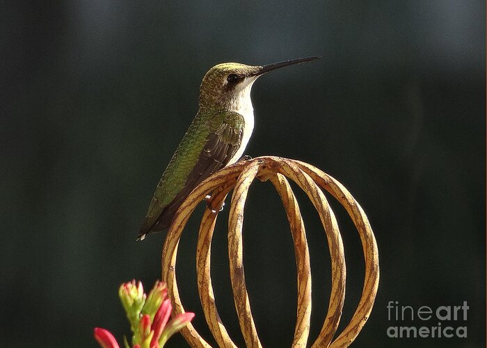 5 Star Greeting Card featuring the photograph Hummers on Deck- 2-04 by Christopher Plummer