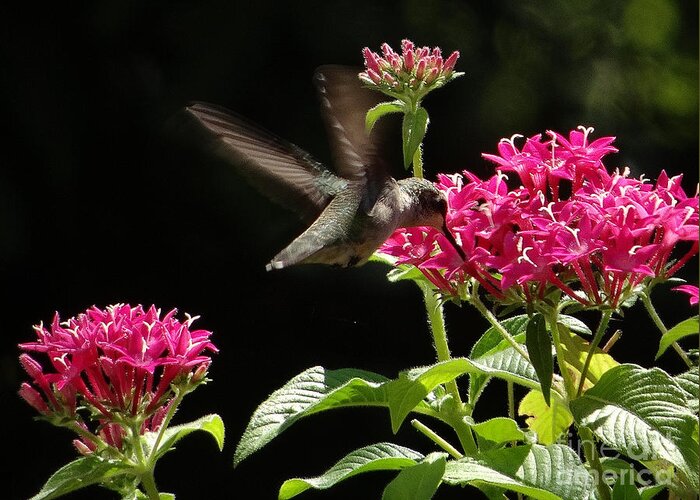5 Star Greeting Card featuring the photograph Hummers on Deck- 2-06 by Christopher Plummer